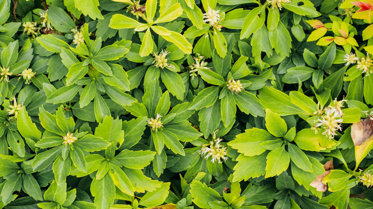 The ground cover you won't want to grow if you're trying to keep ...