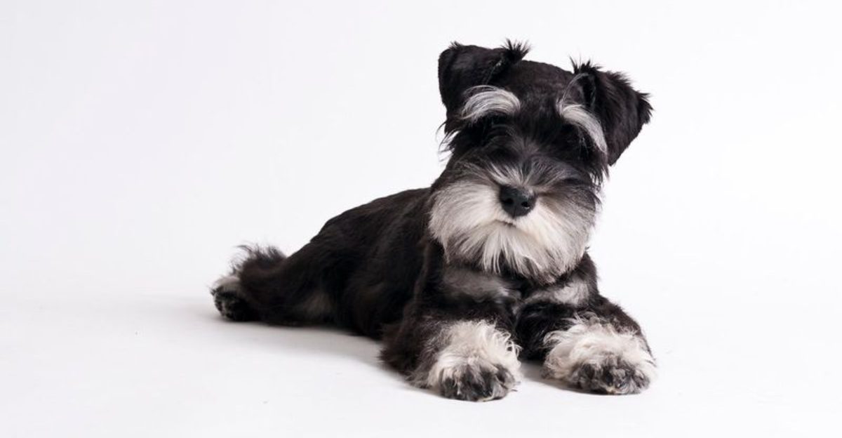 Image showcasing 13 dogs that patrol your yard like pest-control experts