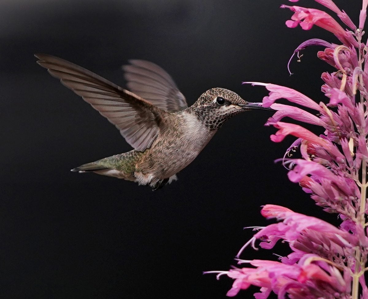 Plant this hummingbird mint for a yard full of pollinators