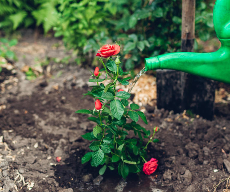 My easy homemade rose fertilizer recipe ensures huge blooms for years ...