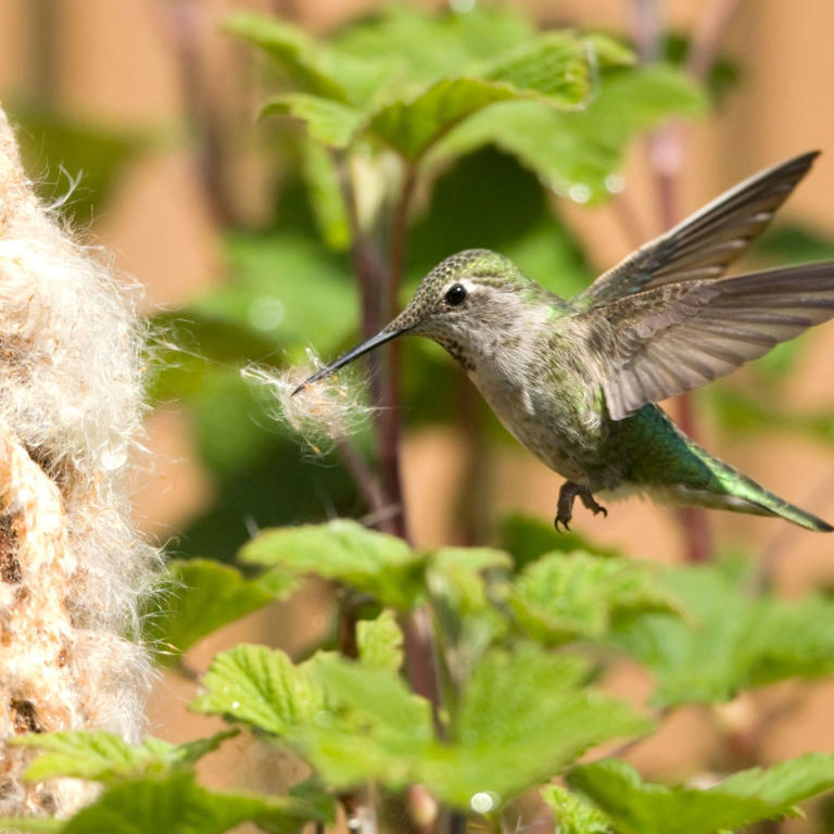 Want hummingbirds to nest in your yard? Use these 9 surprising and ...