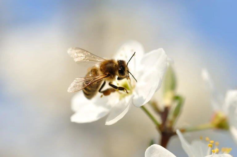 Ni insecticide ni piège classique : cette boisson révolutionnaire sauve ...