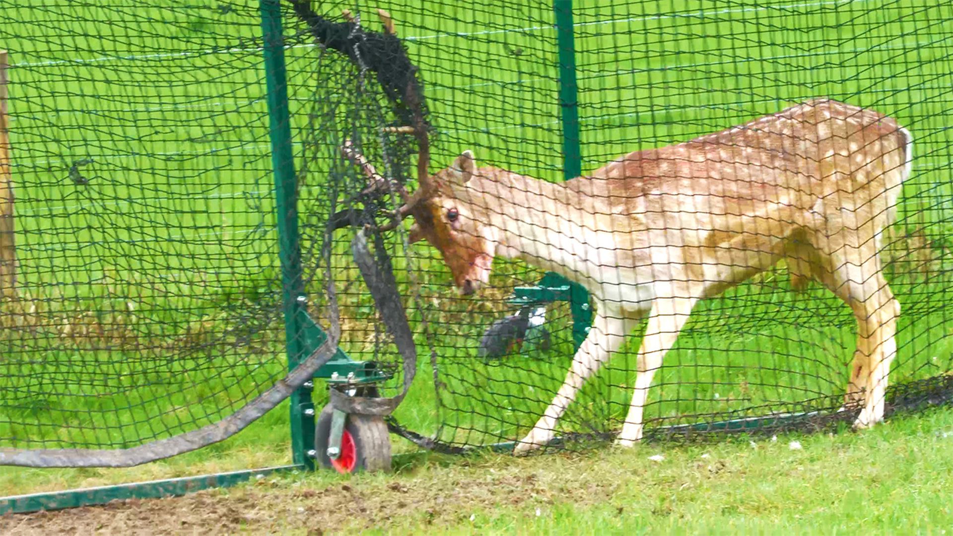Thrashing deer stuck in sports net struggles for hours until rescuers ...