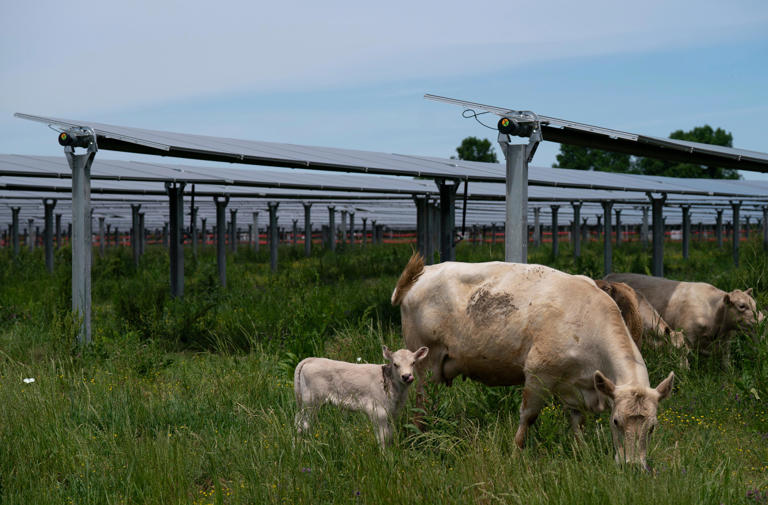 World's first solar farm plus cattle ranch debuts in Tennessee