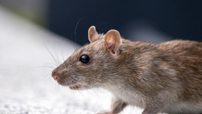 This cute pet rat can't believe how good soup tastes