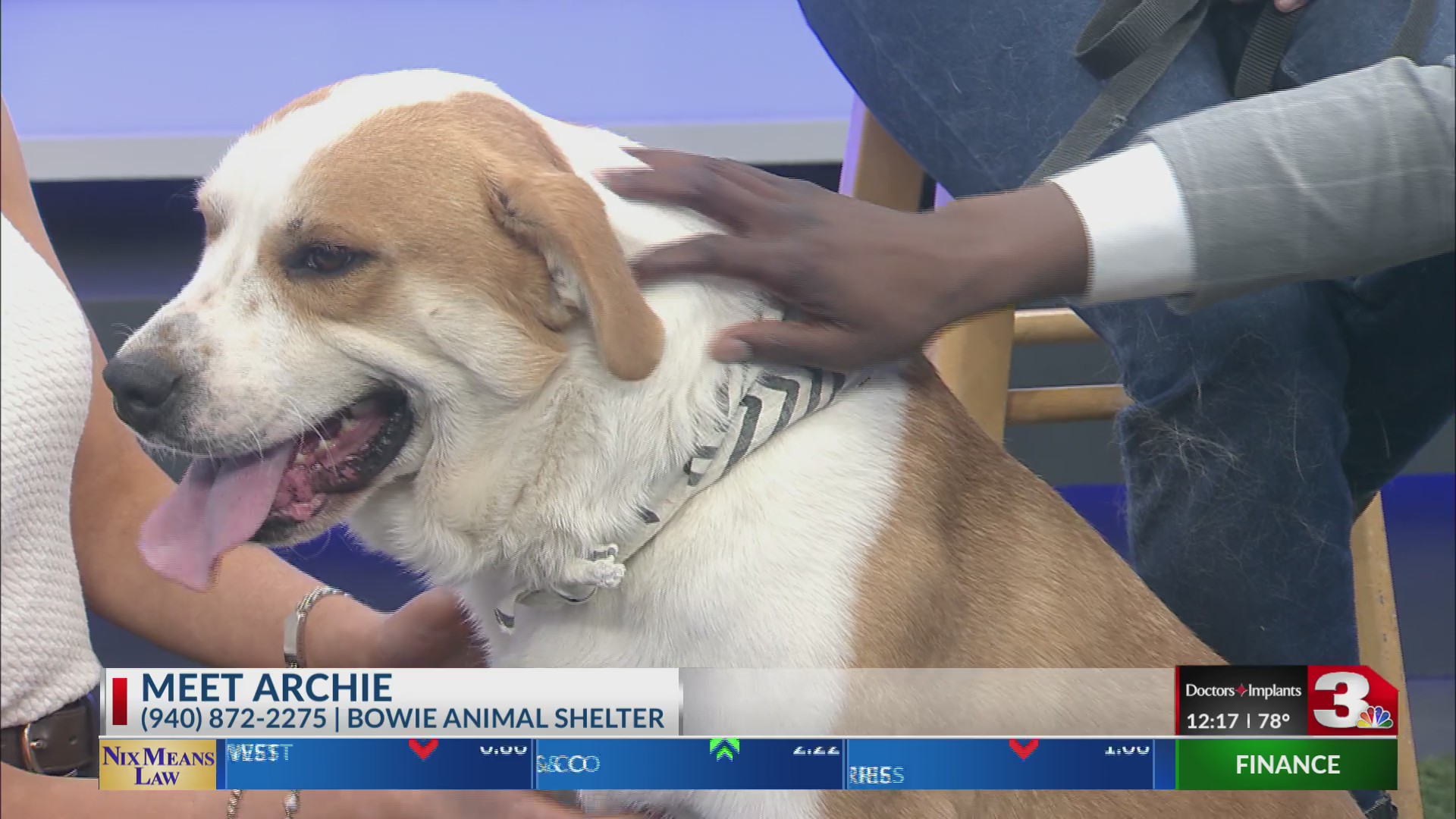 Meet Archie from the Bowie Animal Shelter