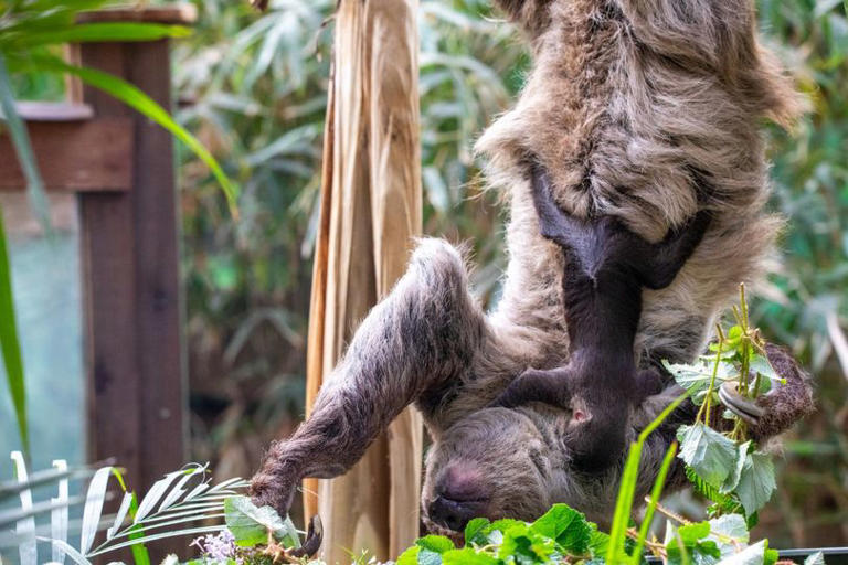 Edinburgh Zoo welcomes Scotland's first ever baby sloth born