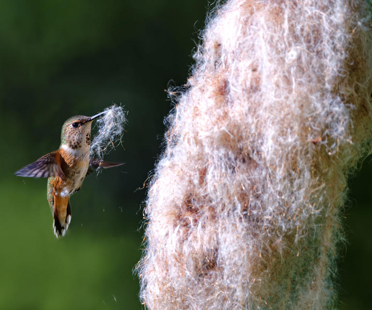 Want hummingbirds to nest in your yard? Use these 9 surprising and ...