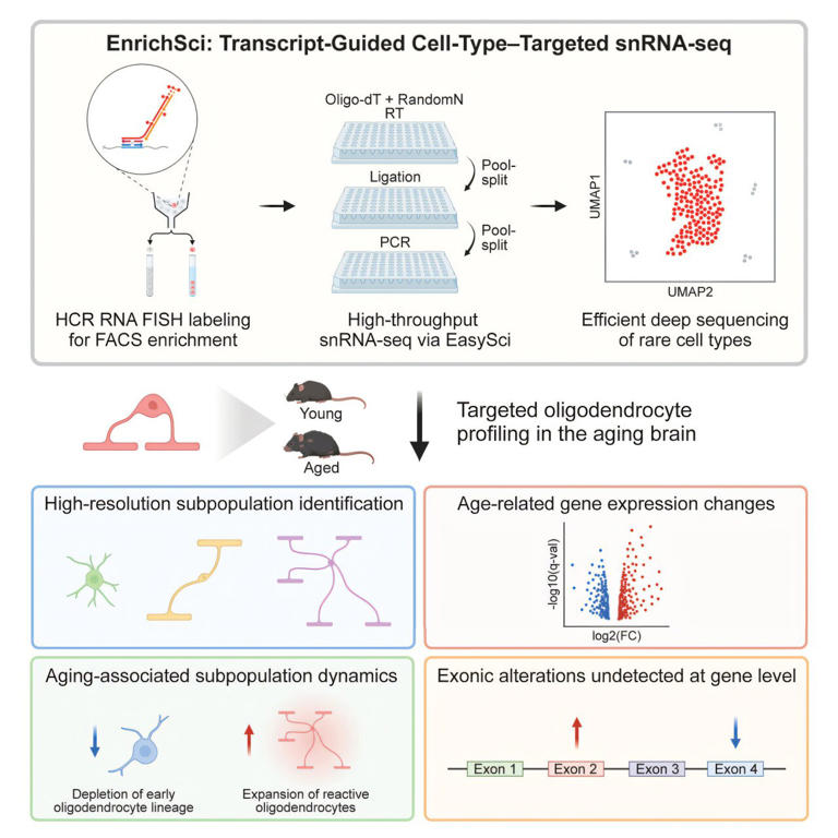 New genomic approaches uncover surprising cellular dynamics of the ...