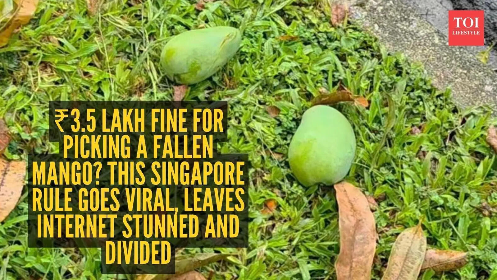 ₹3.5 lakh fine for picking a fallen mango? This Singapore rule goes ...