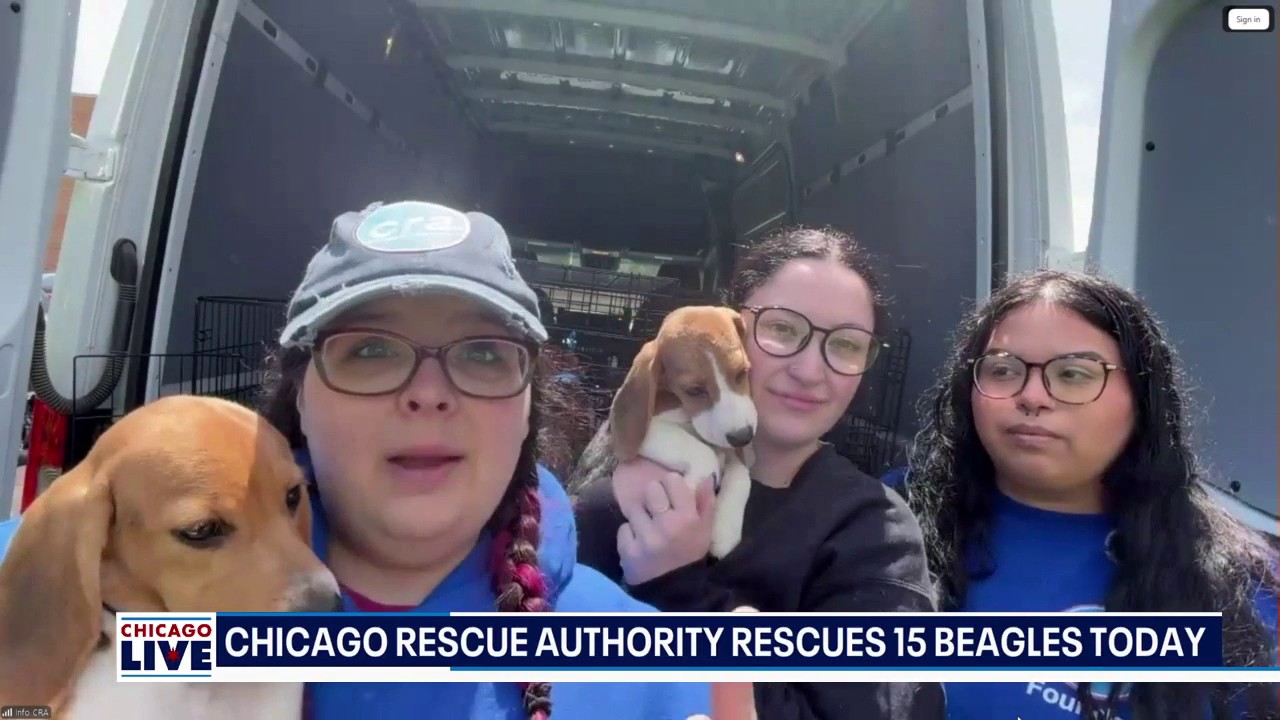 Chicago Rescue Authority saves 15 beagles from Wisconsin research ...