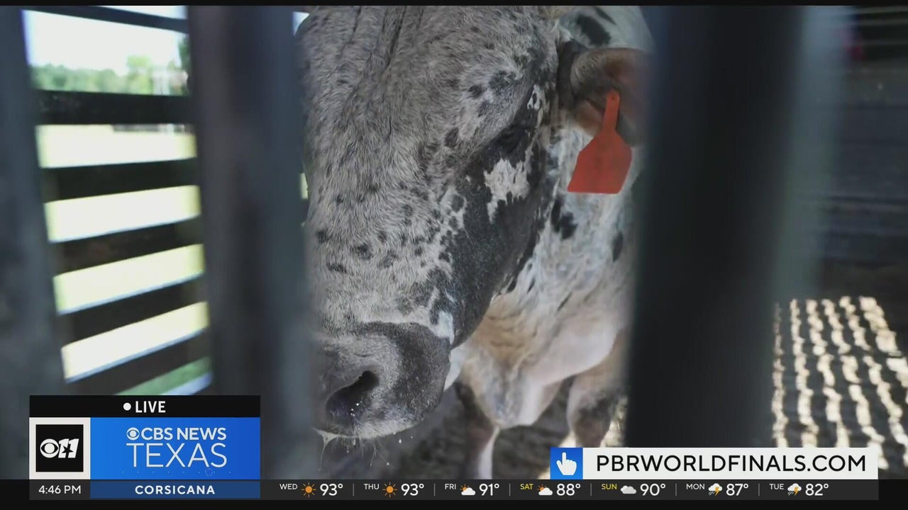 PBR rider Austin Richardson and bull Smooth Violation visit the station ...