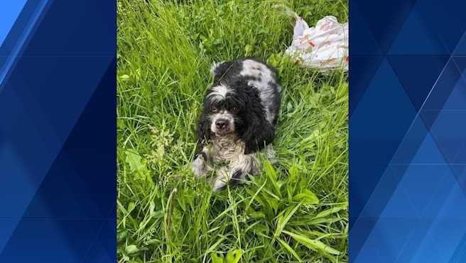 Police: Man sought after dog fatally struck by vehicle in Allegheny County