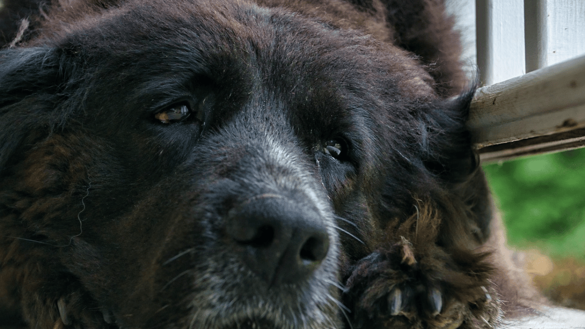 9 signs your dog might be depressed, according to veterinarians