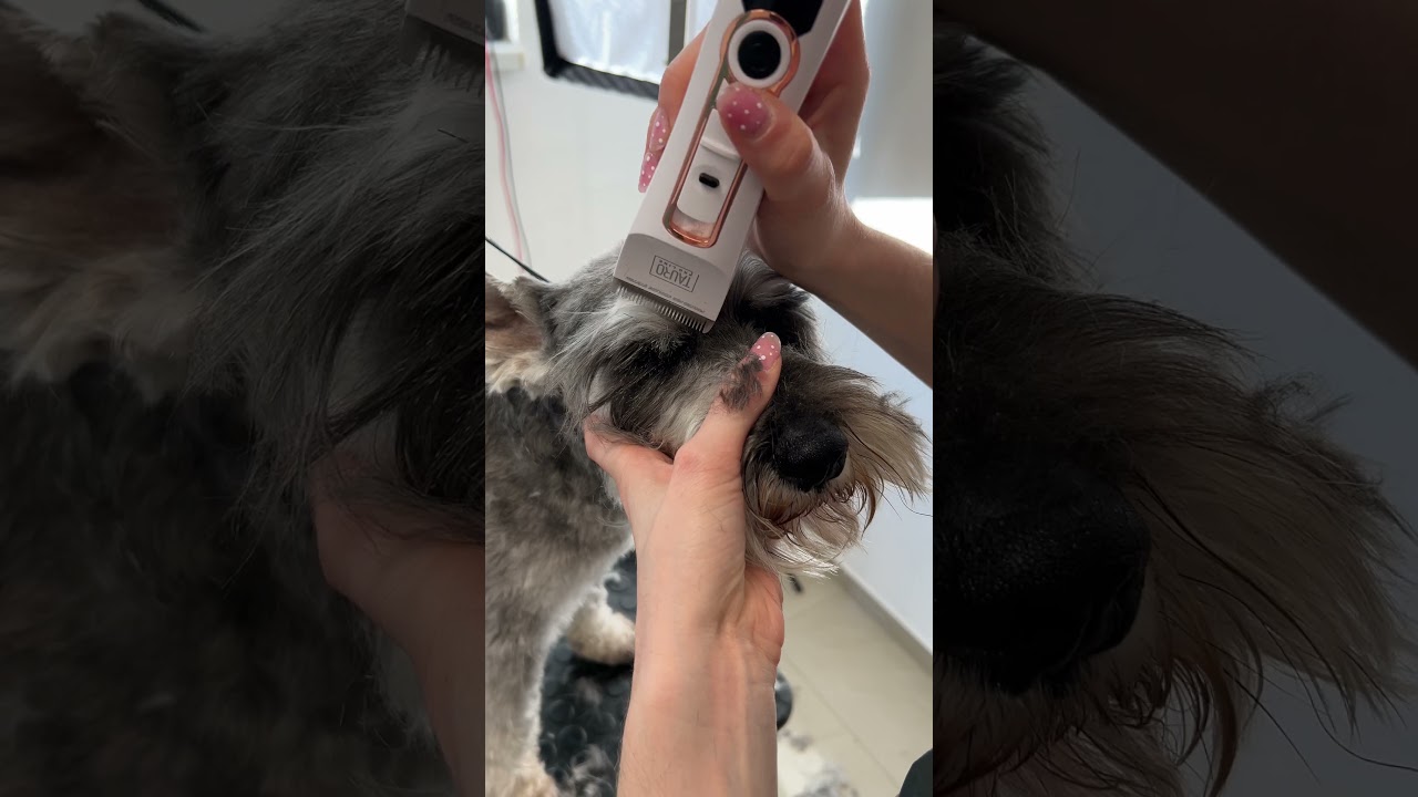 Schnauzer head & face grooming tutorial: Pro clipper & scissor techniques