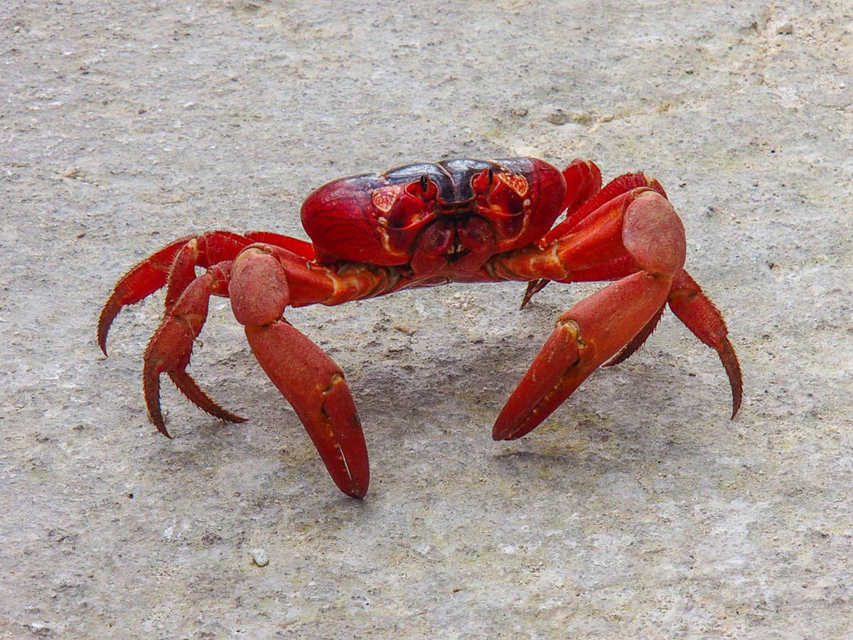 Watch the fastest crab in Florida zoom across the sand at 10 mph