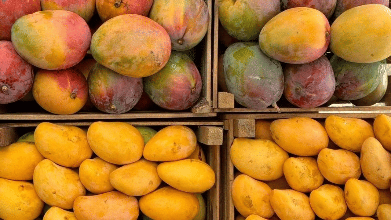 Mangoes going bad in just 2 days? These traditional storage tricks can help