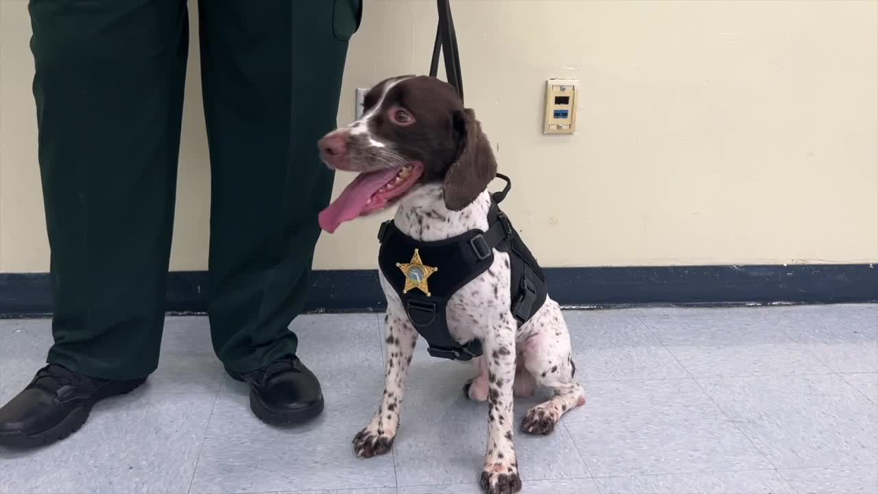 Leon County School Board approves NIL policy, K-9 grant, and leave changes