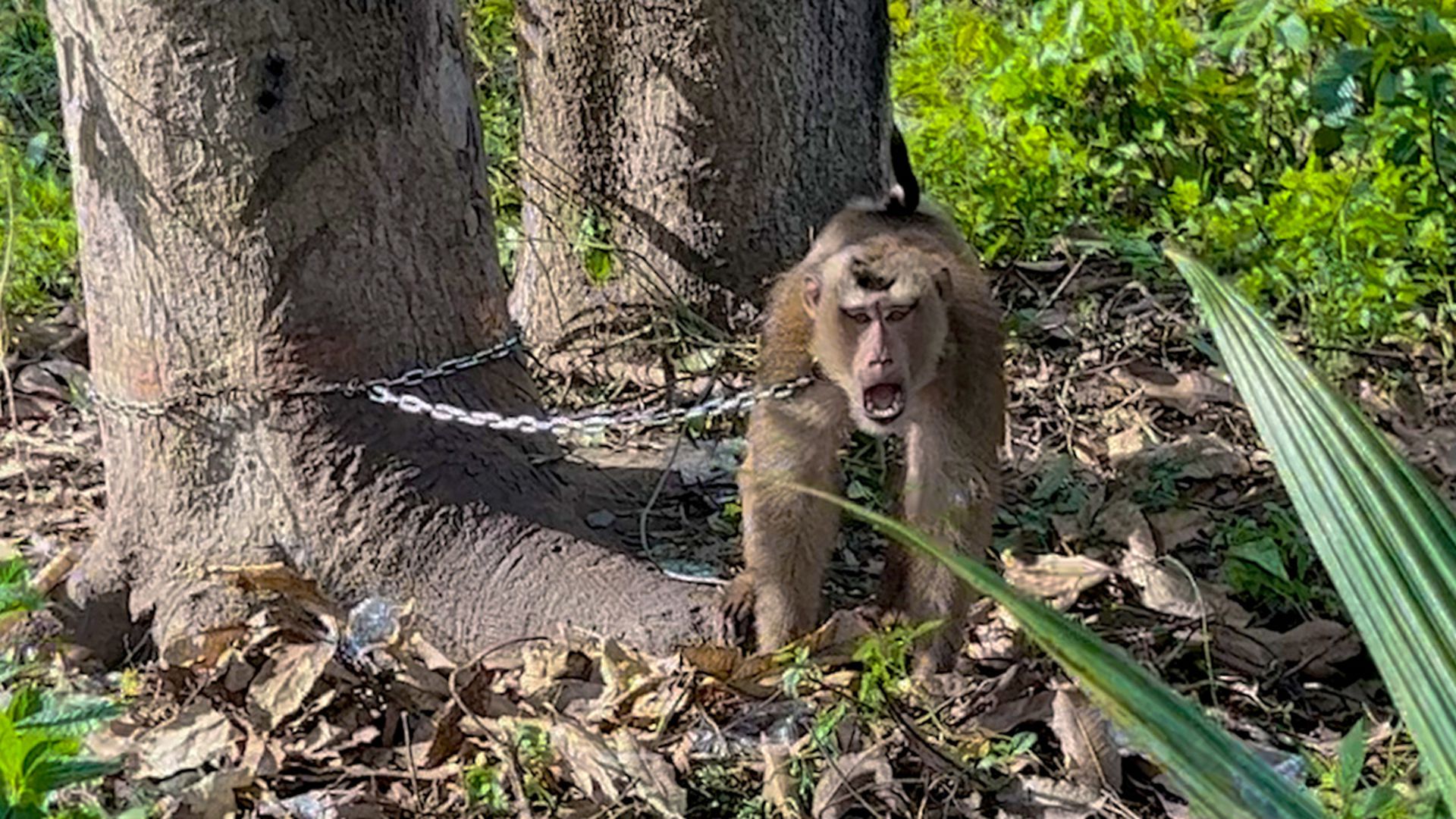 Chained monkey who used to hit himself is now finally free