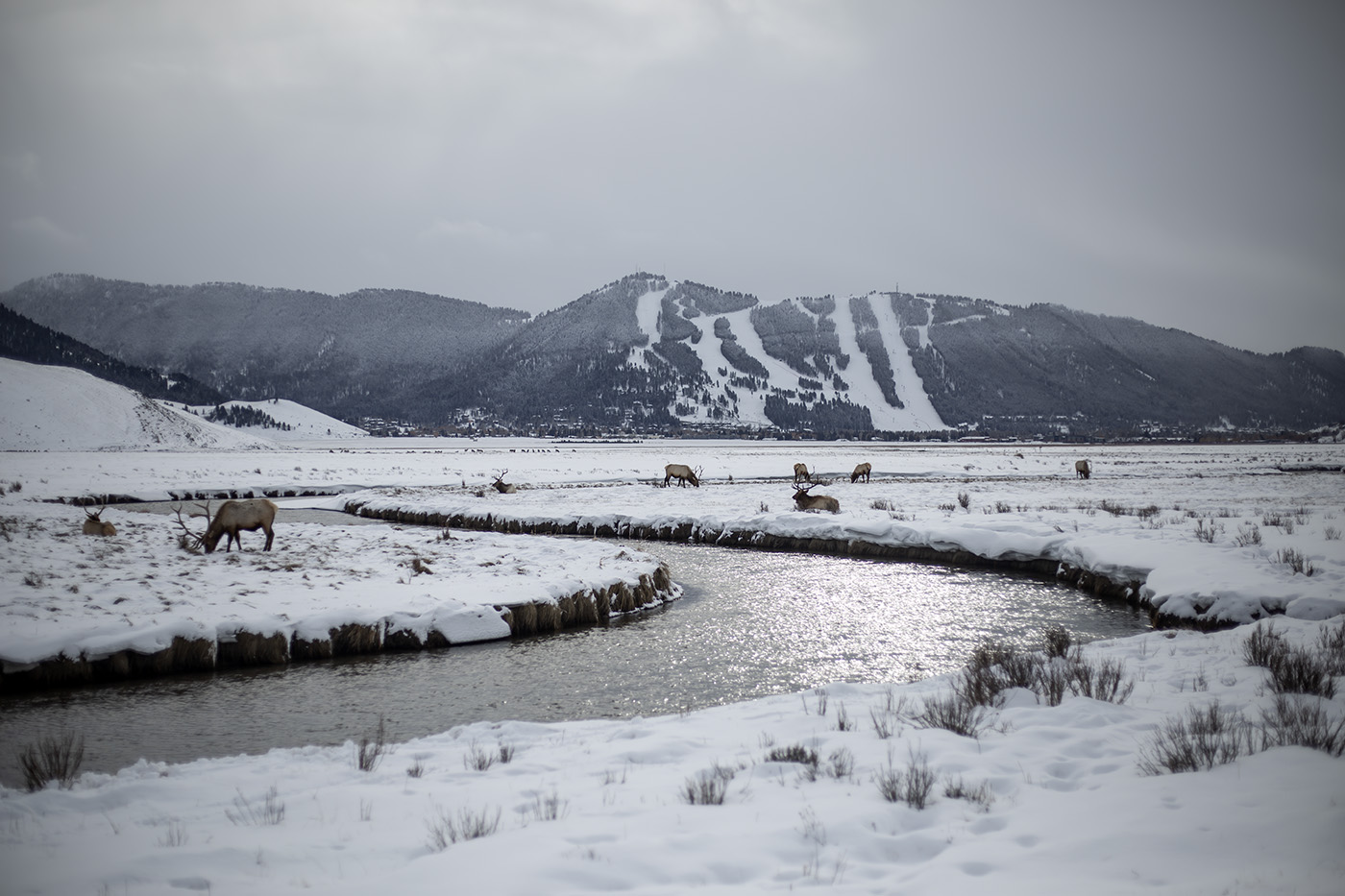 Elk Refuge disease discovery calls for talk of reducing nation’s ...