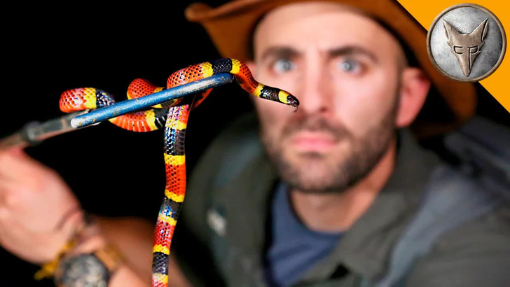 Night of Costa Rica’s deadliest creatures