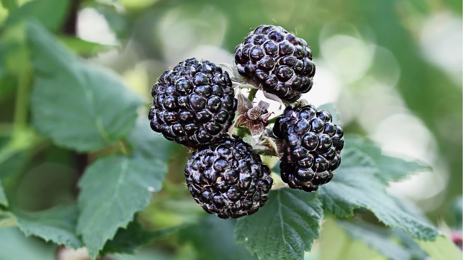 Raspberry is stealing the spotlight in the Wawa freezer aisle right now