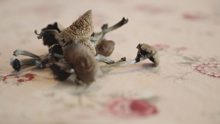 Northern Colorado psilocybin mushroom lab forging a path in the ...