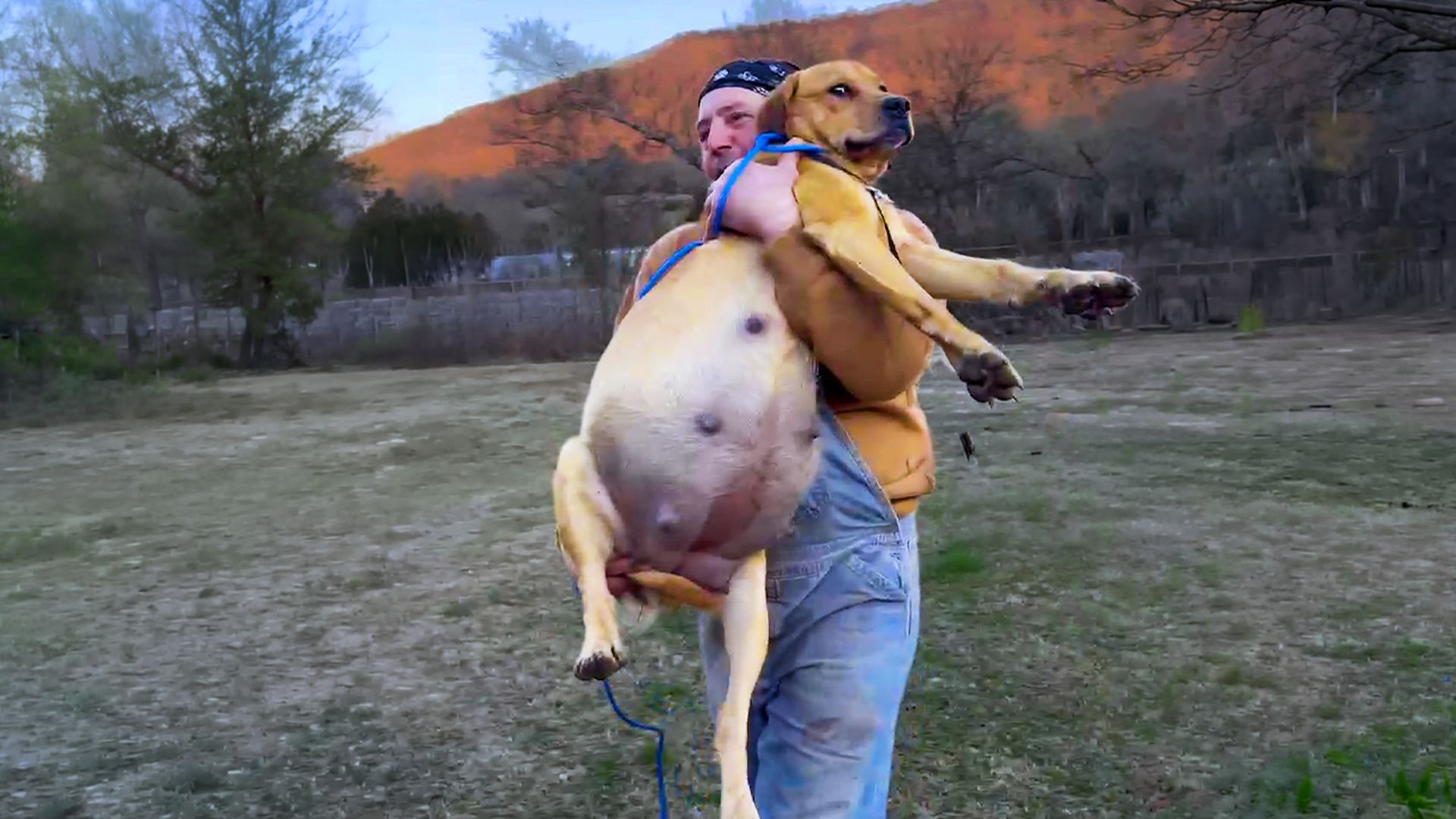Woman makes it her mission to rescue every dumped dog in her county