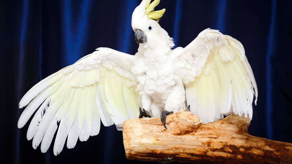 Mom starts spiraling, cockatoo chooses absolute chaos