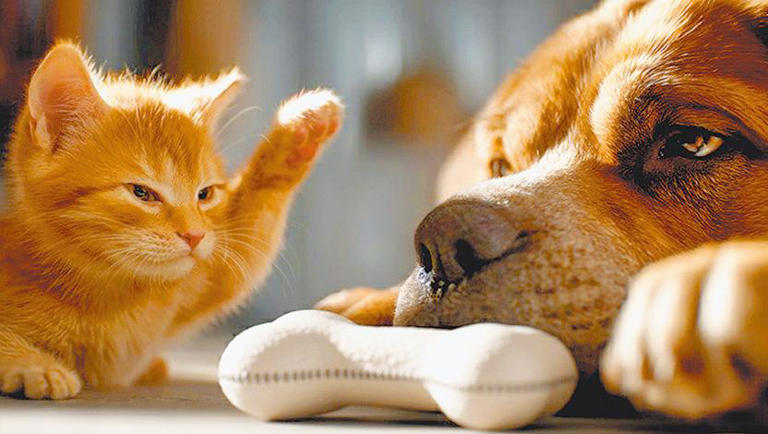 Un gattino guida ogni giorno un cane anziano quasi cieco verso il cibo