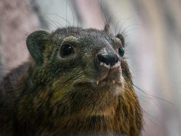 Why the world fell in love with this smiling animal