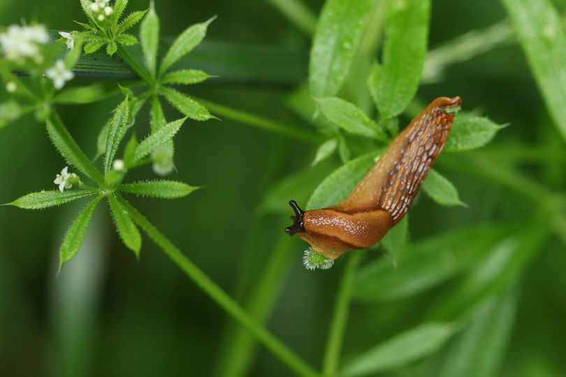 Expert gardener's tip to deter slugs naturally – and it's also a fertiliser