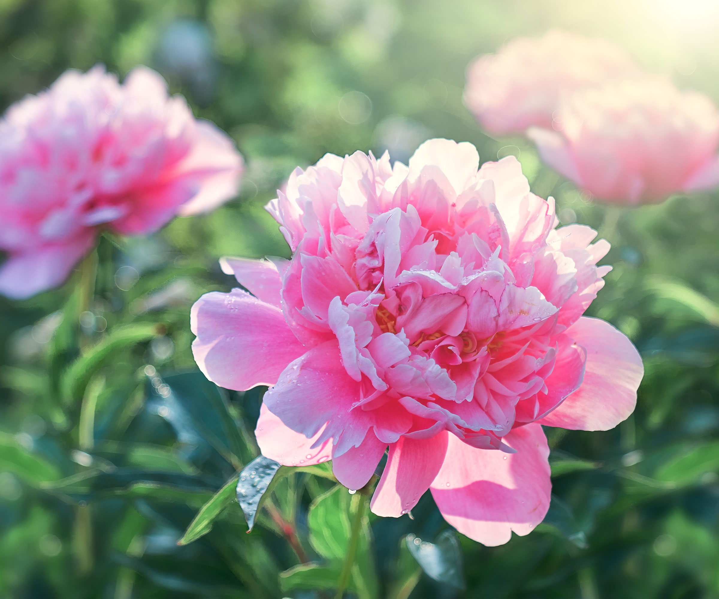 peony flowers in bloom