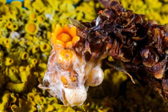 Time-lapse reveals a fungus that turns itself inside out to fire spores ...
