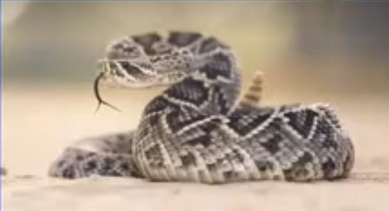 High temps in NM mean rattlesnake season has arrived