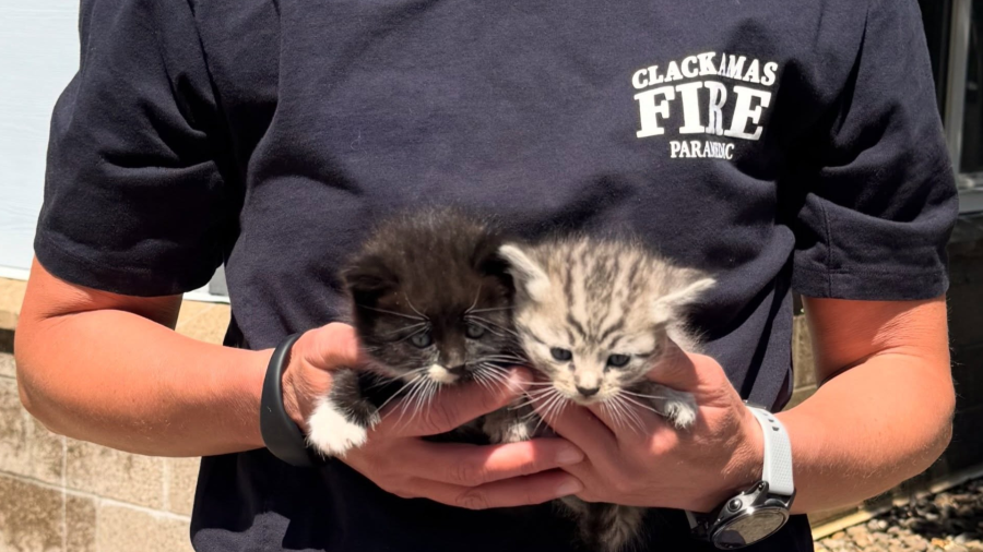Photos: Kittens rescued by firefighters find new home at Oregon Humane ...