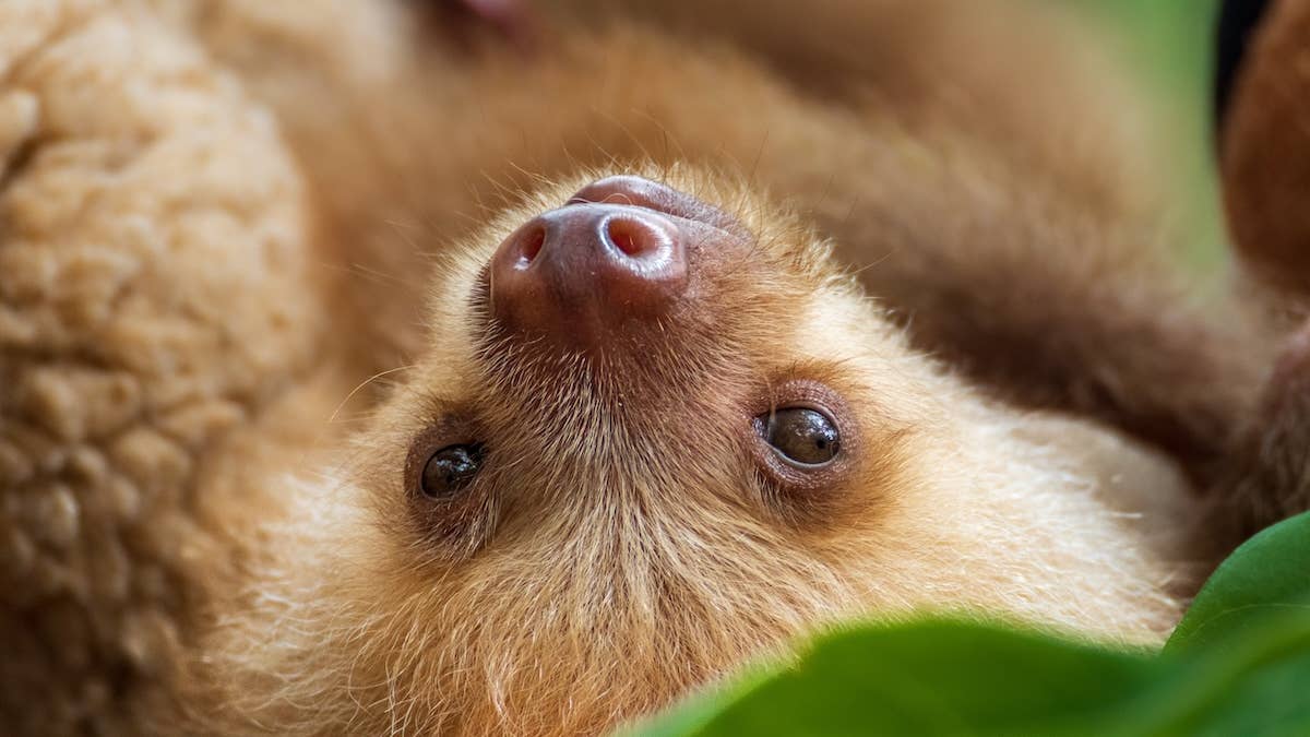 Michigan's Binder Park Zoo is holding a naming contest for its new baby ...