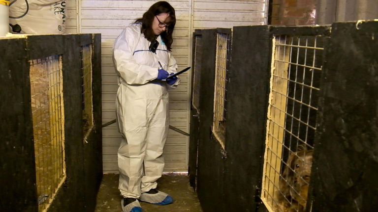 Police seize 53 dogs in puppy breeding probe