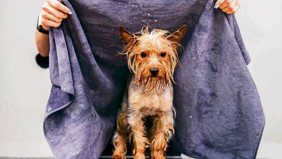 Why the rainy season can be risky for pets and how to prevent common