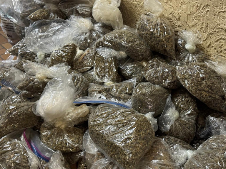 Police enforcing eviction order recover 300 pounds of illegal marijuana ...