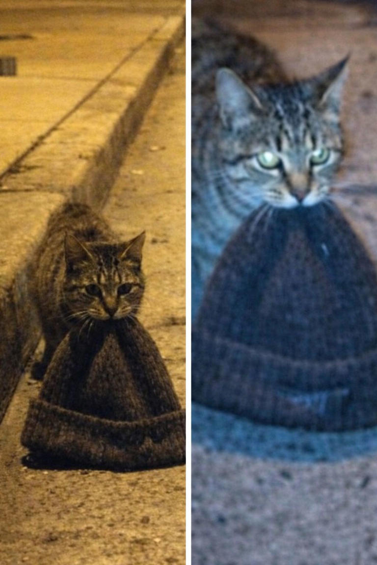 Un gatto randagio trascina un vecchio berretto nella notte per salvare ...