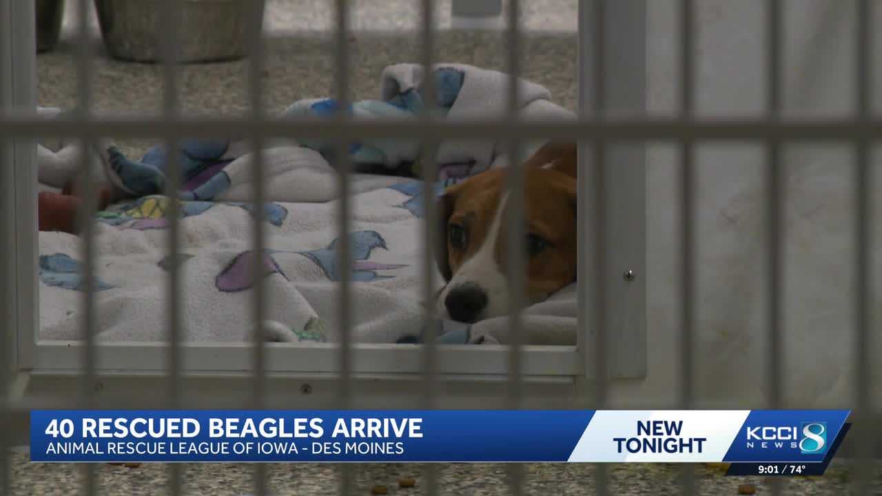 ARL of Iowa caring for 40 rescued beagles removed from Wisconsin ...