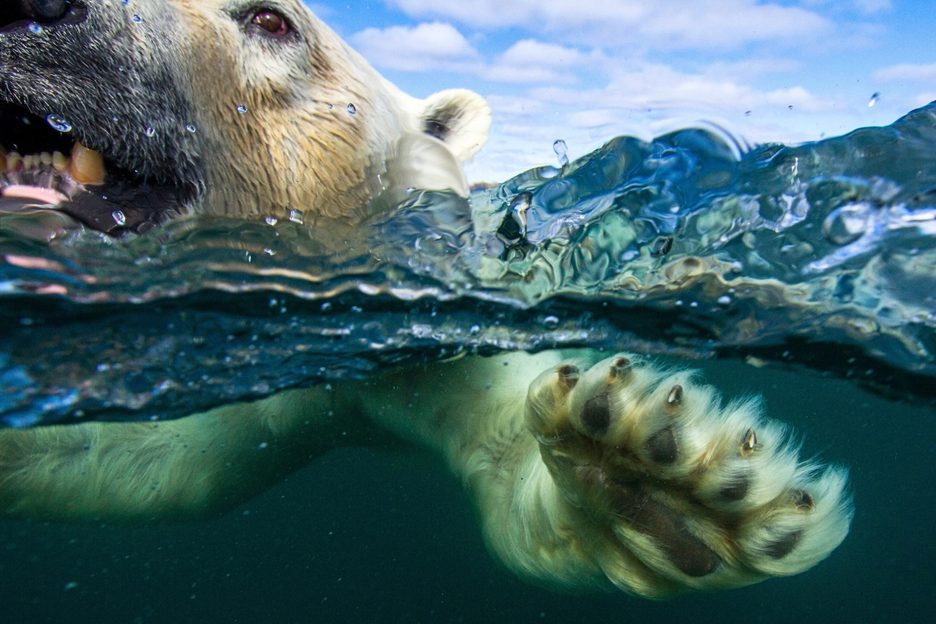 these-photos-of-canadian-wildlife-are-utterly-staggering