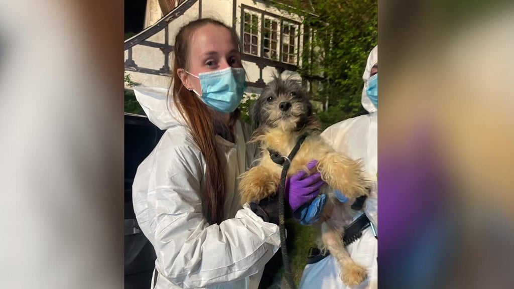 44 dogs rescued from home in deplorable conditions in Delaware County ...