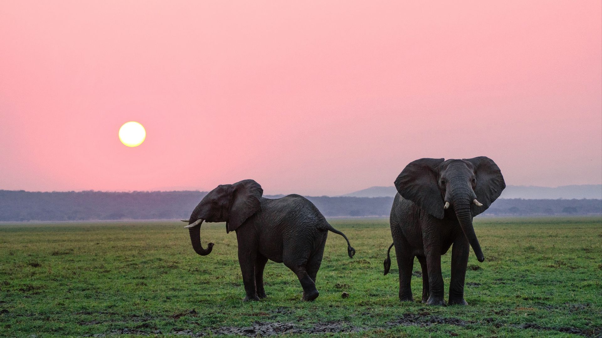 20-facts-about-the-woolly-mammoth