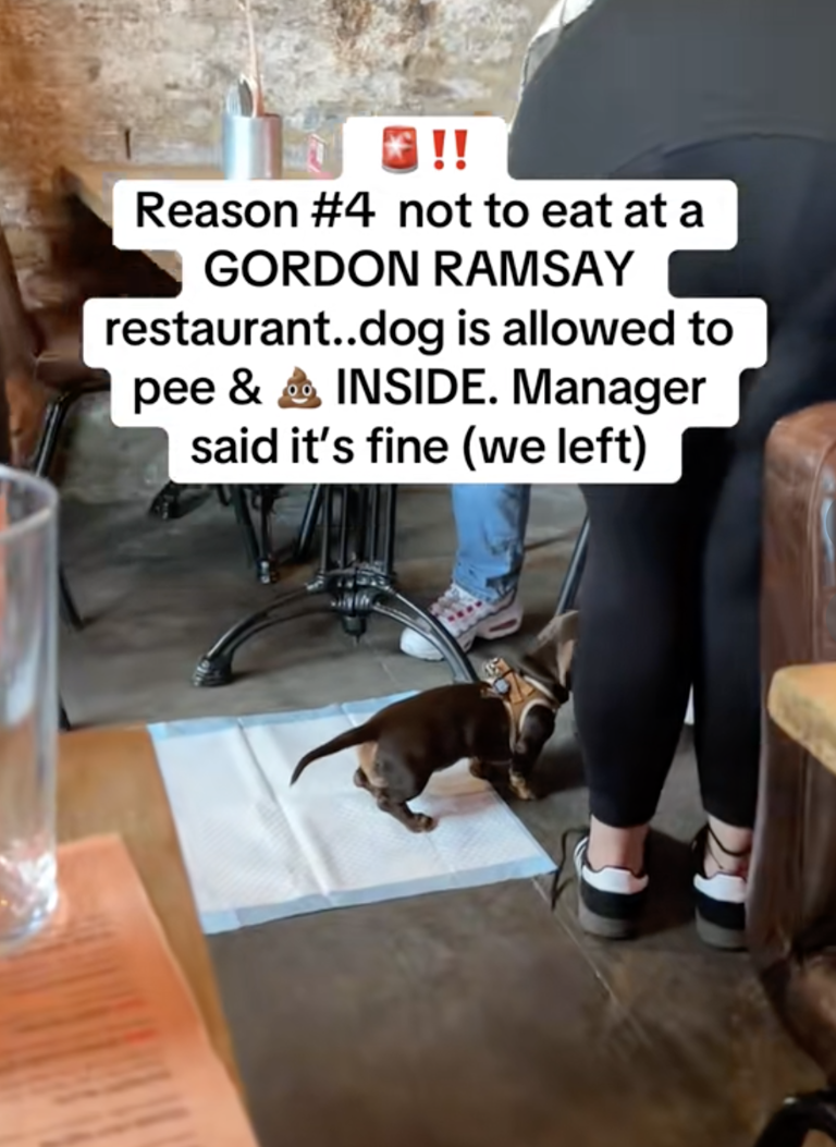 Gordon Ramsay confirms CCTV footage after claims dog pooed in his ...