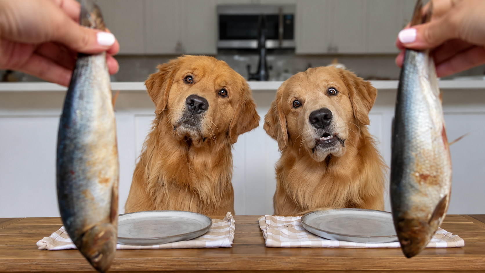 Golden retriever fish meeting gets serious