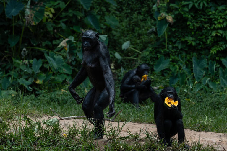 A rare sanctuary in Congo looks after baby bonobos away from poaching ...