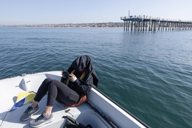 'Dun-dun ... dun-dun.' The great white shark surge of 2026 and why it's ...