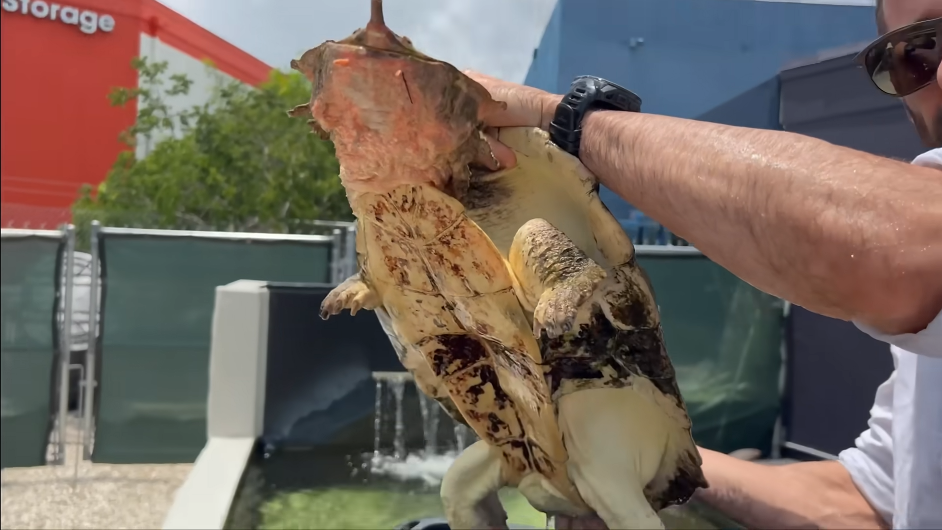 He bought the world's deadliest turtle for his mom... and then this ...